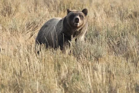 Backpacker Attacked by Grizzly in National Park Flown to Trauma Center
